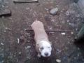 найдена собака в городе Невинномысск
